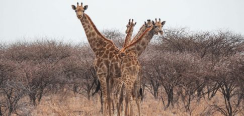 which-way-to-go-_thoeva